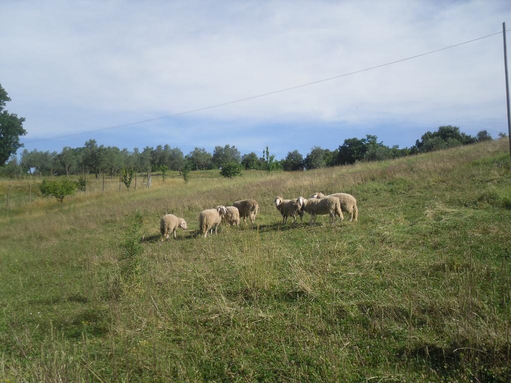 Agriturismo Fattoria Poggio Boalaio Orvieto Zewnętrze zdjęcie