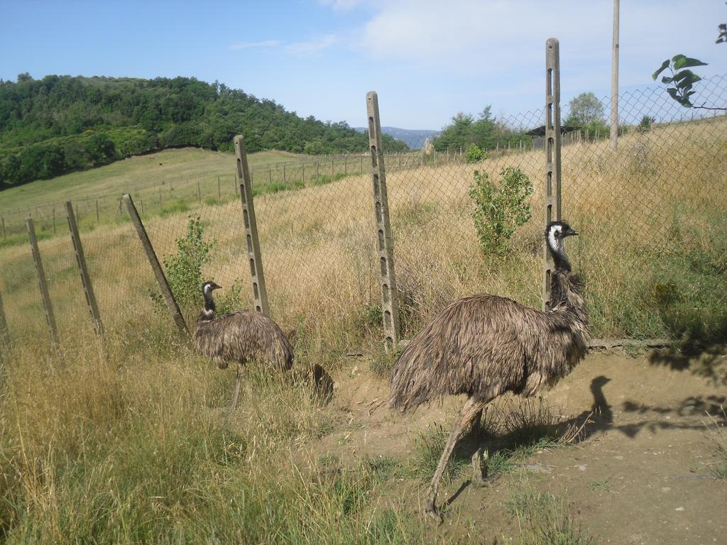 Agriturismo Fattoria Poggio Boalaio Orvieto Zewnętrze zdjęcie