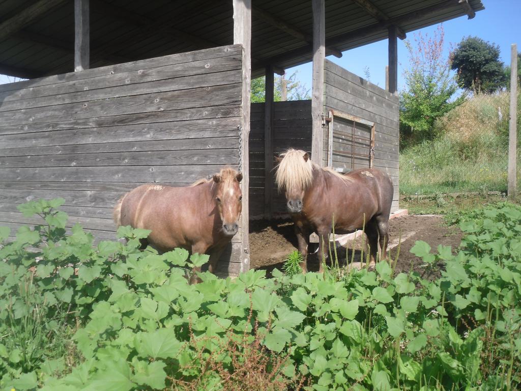 Agriturismo Fattoria Poggio Boalaio Orvieto Zewnętrze zdjęcie