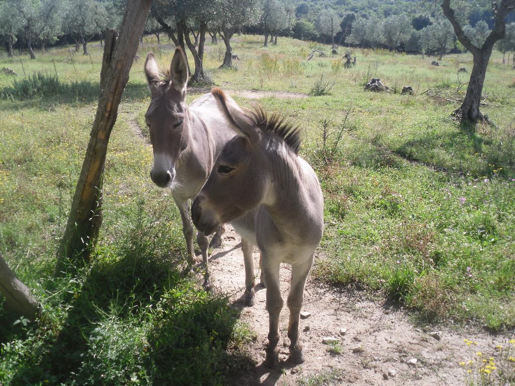 Agriturismo Fattoria Poggio Boalaio Orvieto Zewnętrze zdjęcie