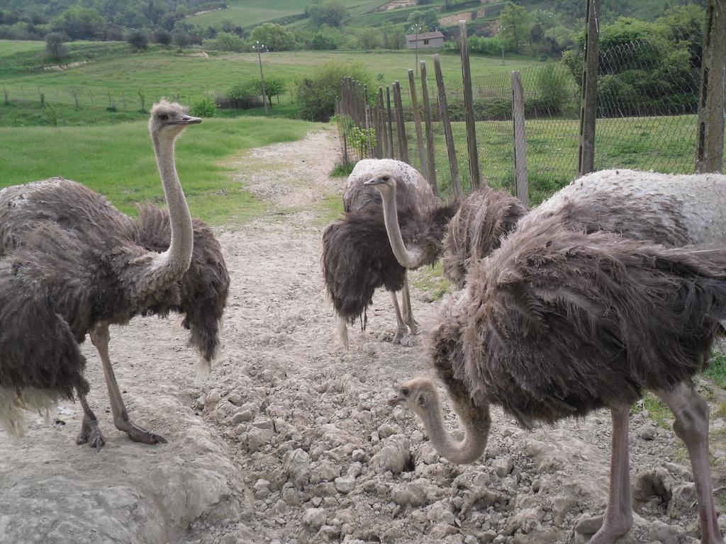 Agriturismo Fattoria Poggio Boalaio Orvieto Zewnętrze zdjęcie